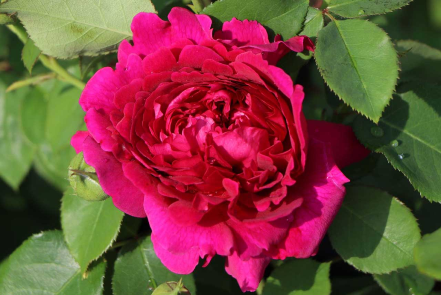 Роза Вильям Шекспир