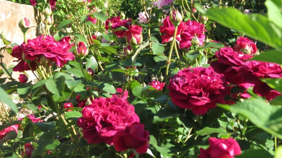 Роза английская Парковая Вильям Шекспир