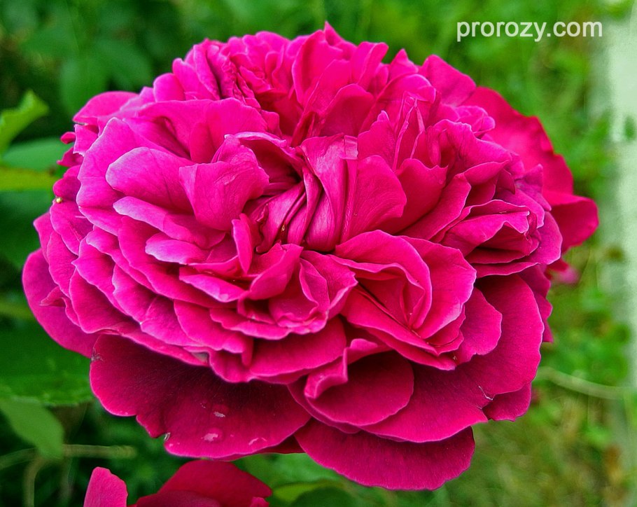 Роза Вильям Шекспир