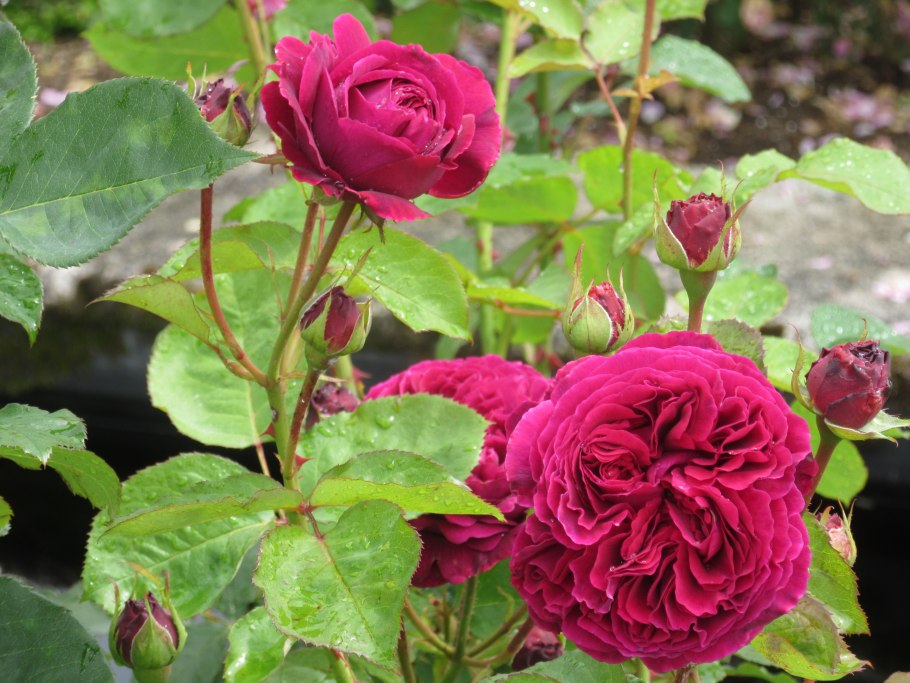 Роза Вильям Шекспир