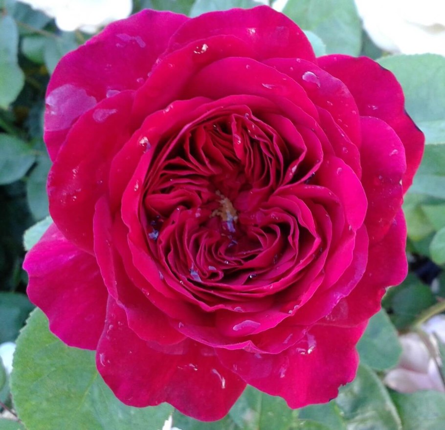 Роза Остина Вильям Шекспир 2000