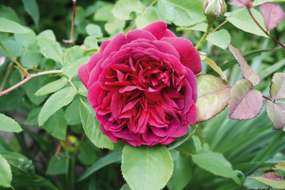 Роза плетистая Вильям Шекспир