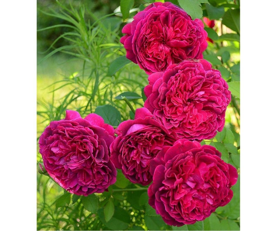 Роза Вильям Шекспир на штамбе