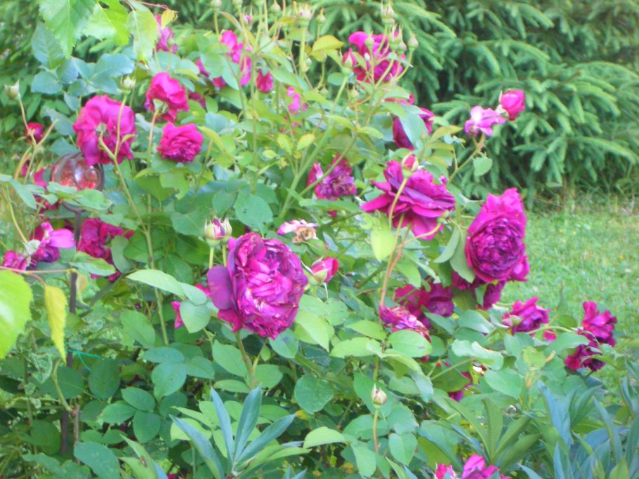 Роза Вильям Шекспир роза барбюр