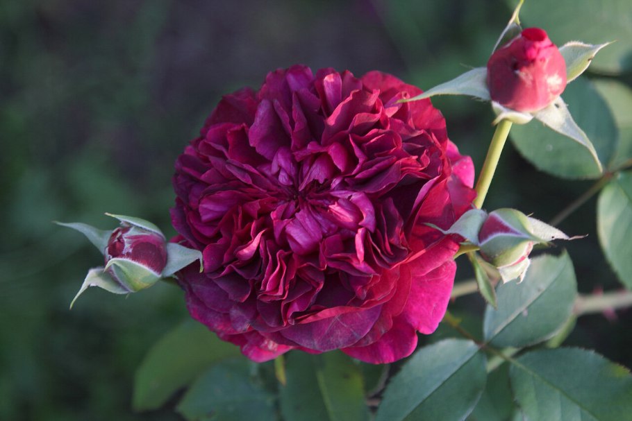 Роза штамбовая Уильям Шекспир