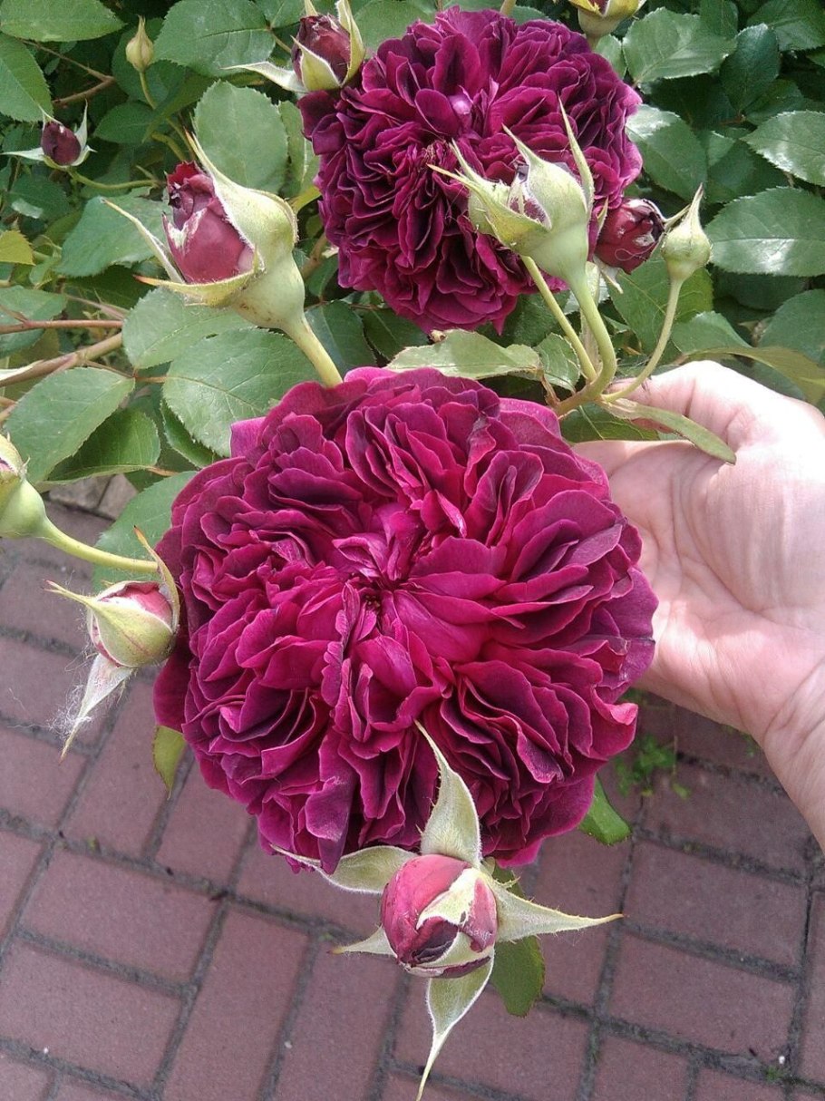 Фальстаф роза Остина