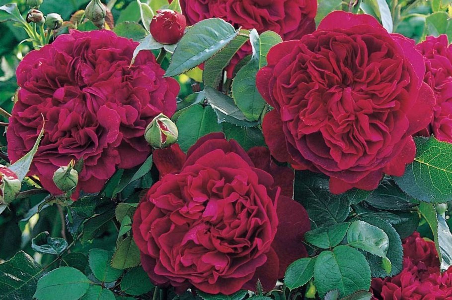 Роза манстед вуд