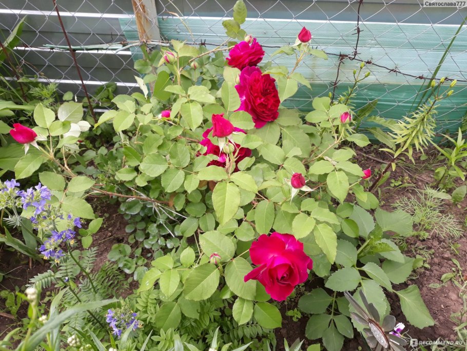 Вильям шекспир роза