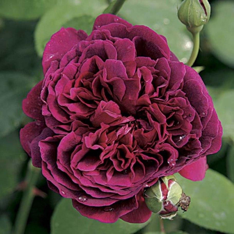 Роза Шекспир 2000