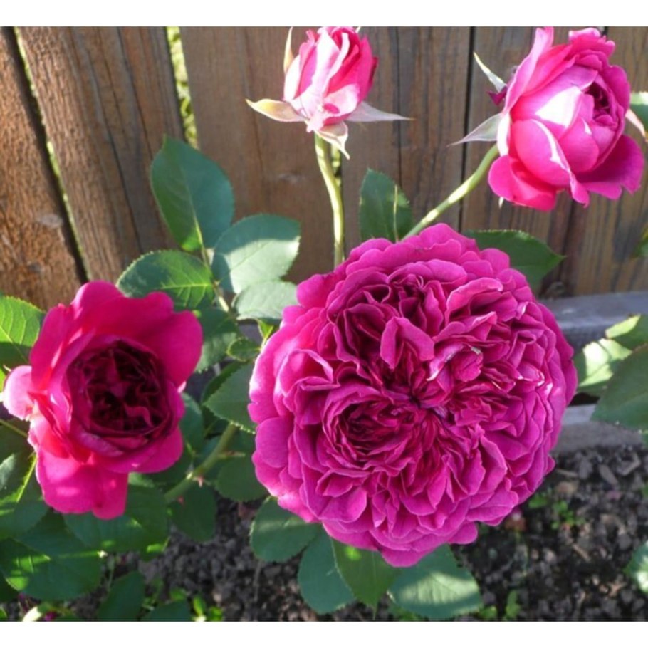 Уильям Шекспир штамб роза