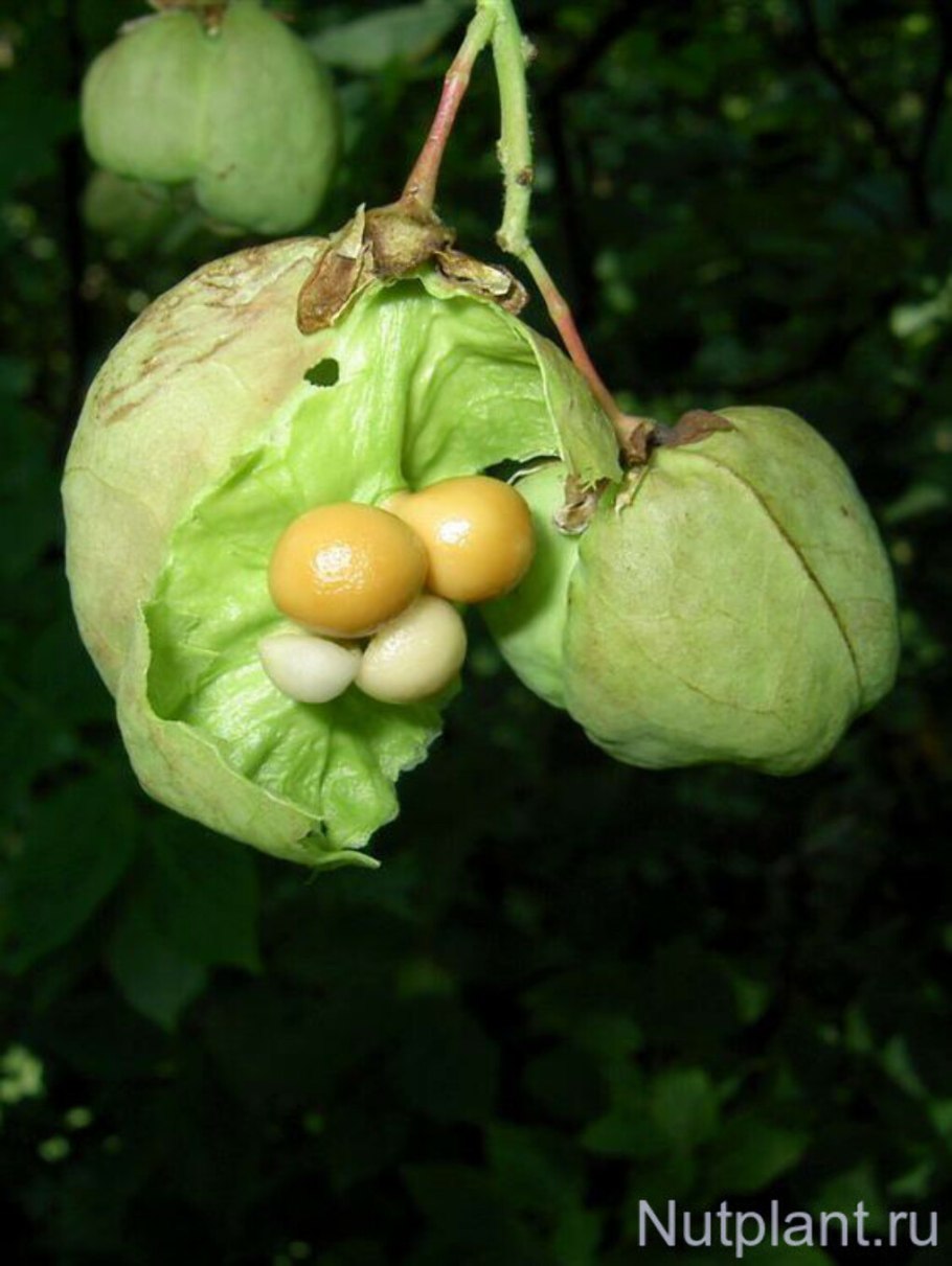 Staphylea colchica Seed