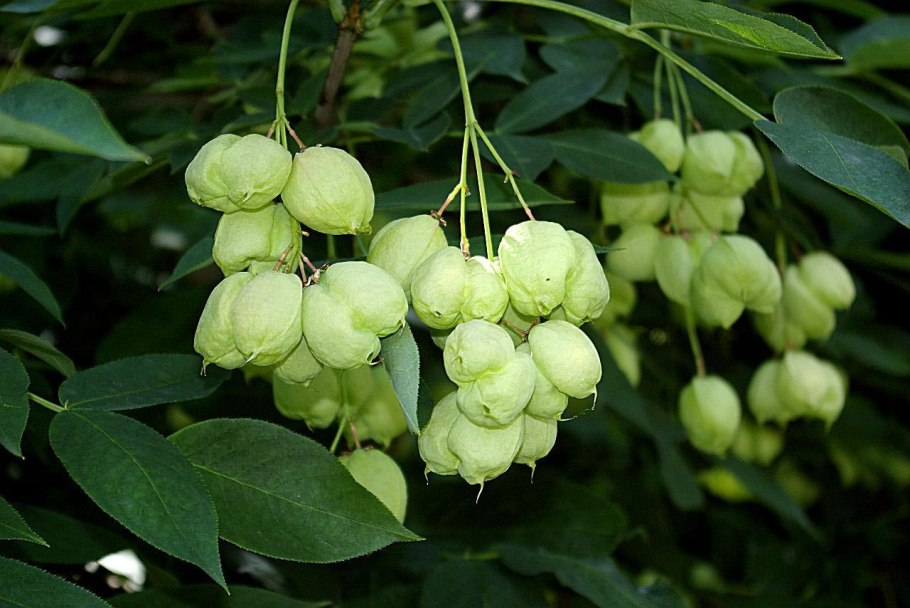 Клекачка перистая Staphylea pinnata
