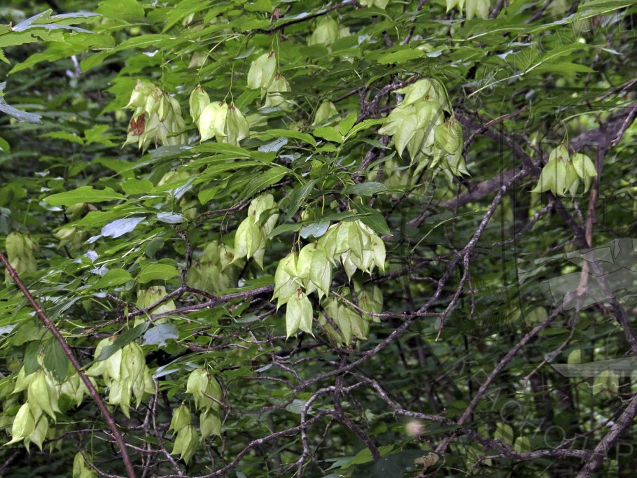 Клекачка Колхидская