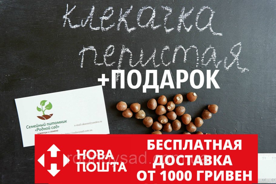 Клекачка Колхидская