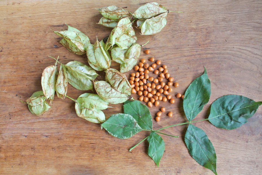 Стахиурус китайский