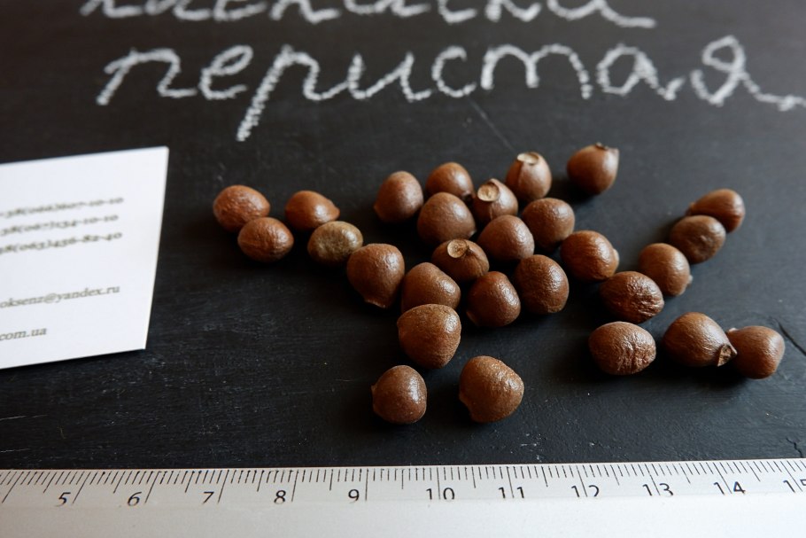 Клекачка Колхидская аромат