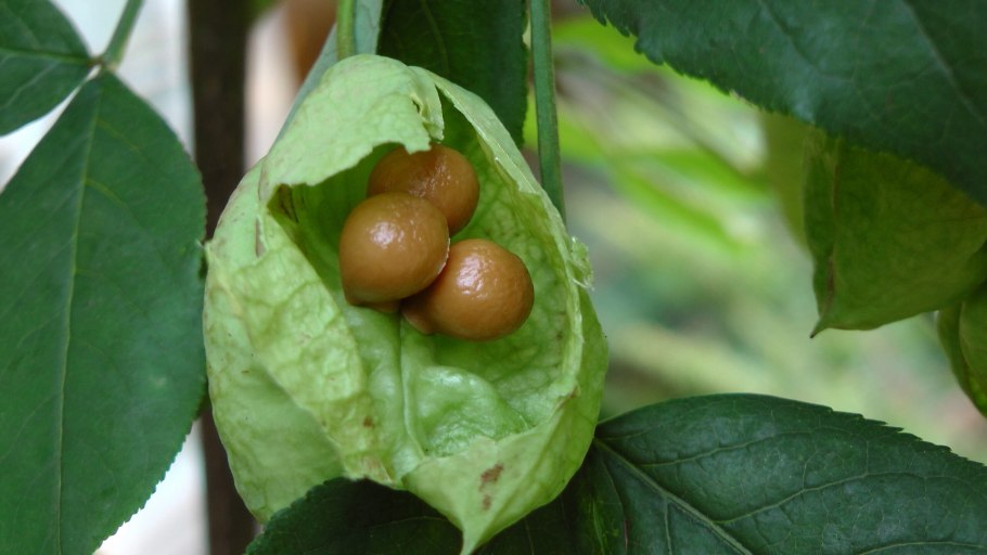 Клекачка перистая Staphylea pinnata