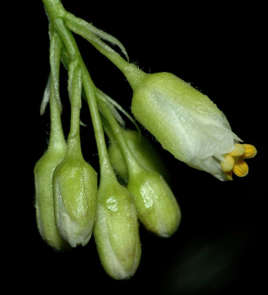 Семена фундука для посева