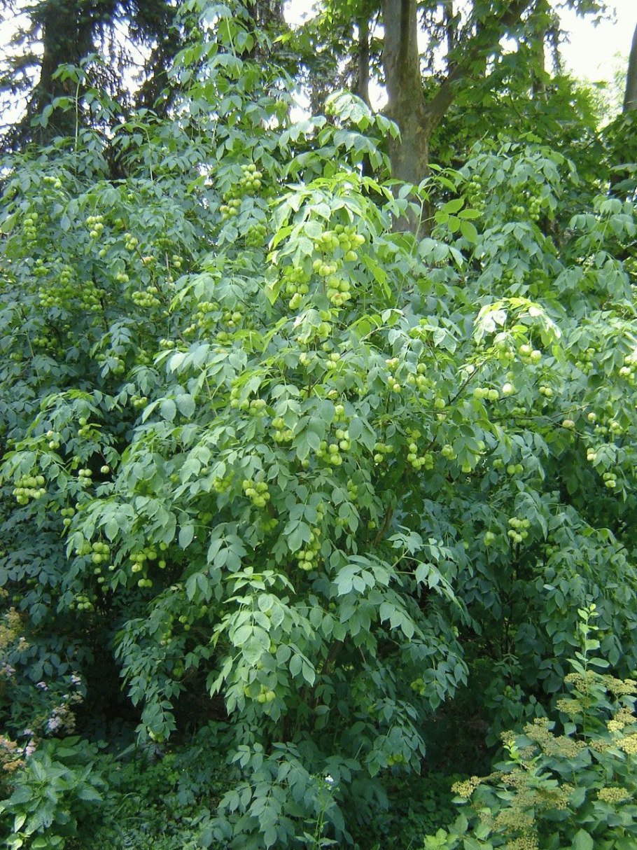 Клекачка перистая