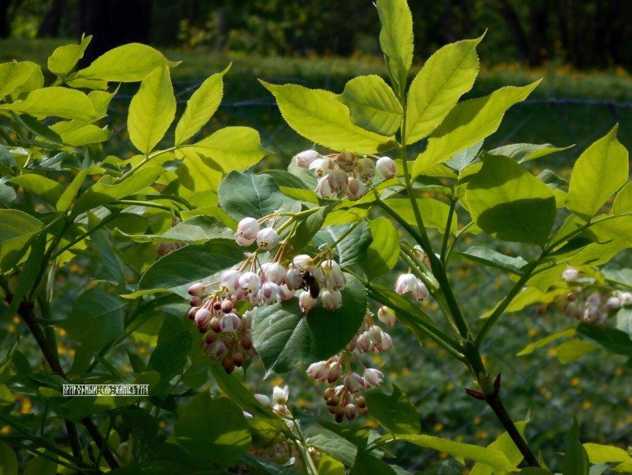 Клекачка перистая