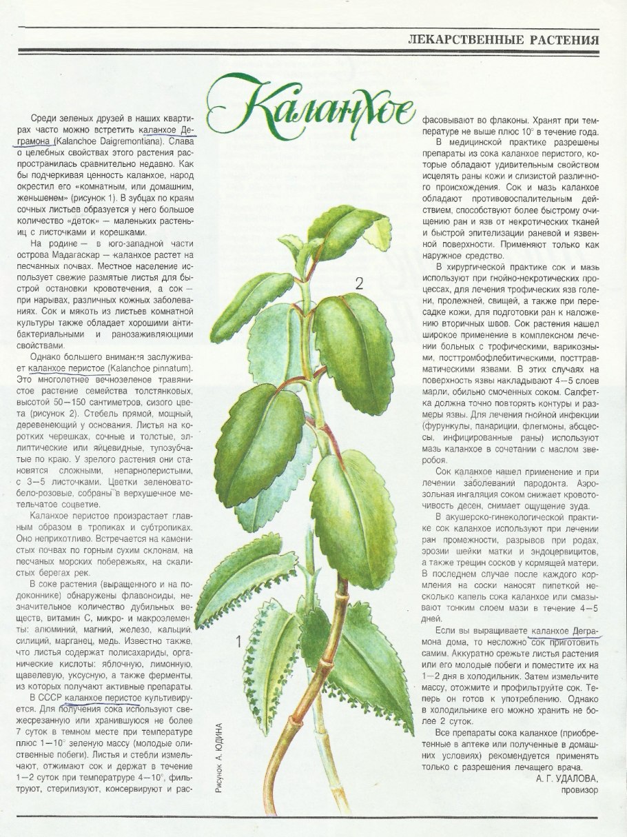 Семенные коробочки клекачки колхидской