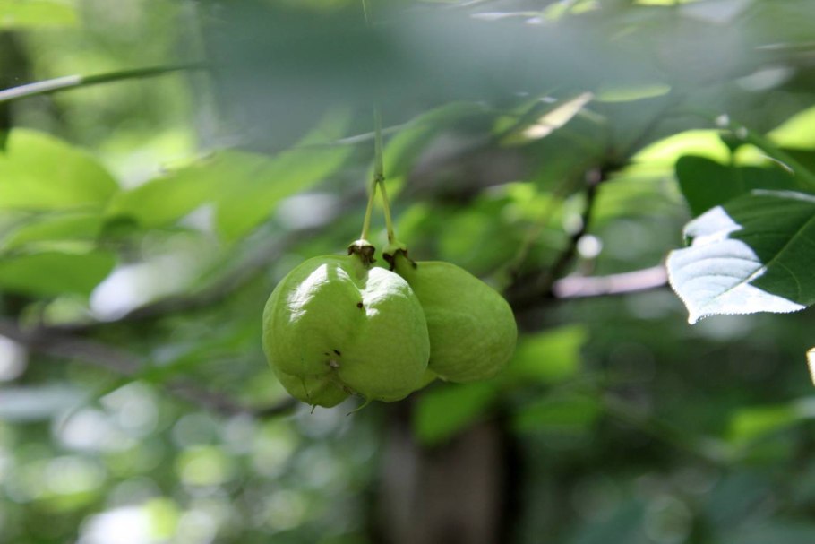 Клекачка трехлистная