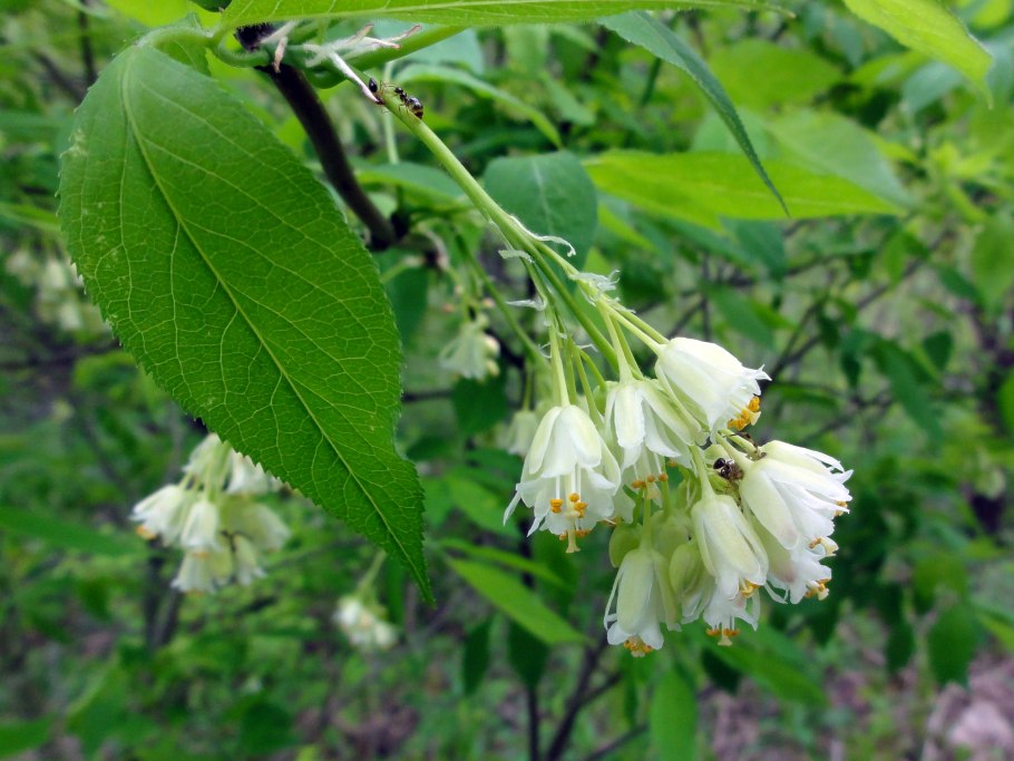 Клекачка трехлистная Staphylea trifolia