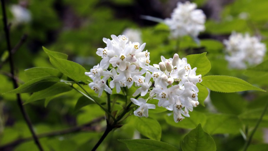 Клекачка перистая Staphylea pinnata