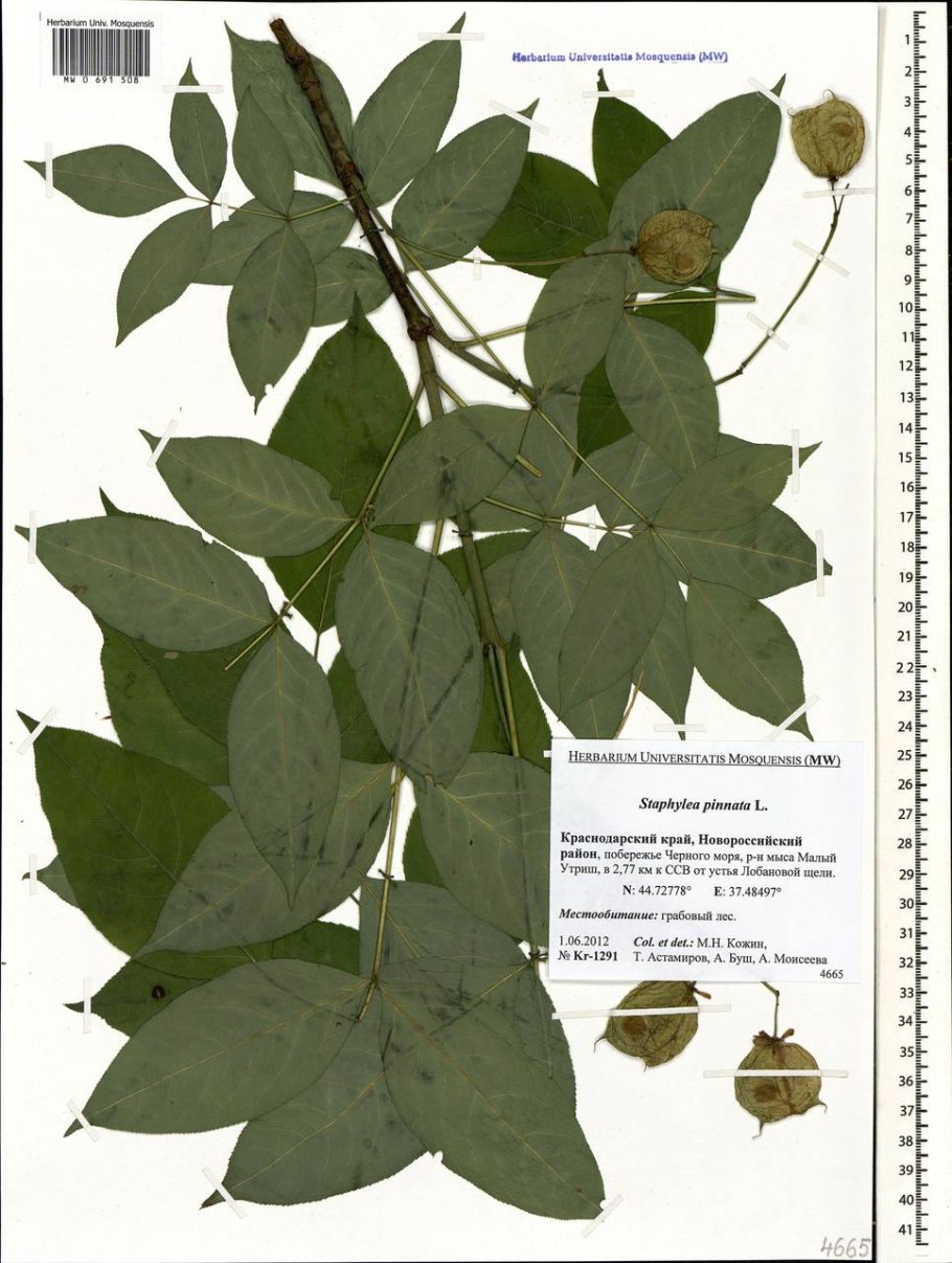 Клекачка Колхидская ДЖОНДЖОЛИ В Подмосковье