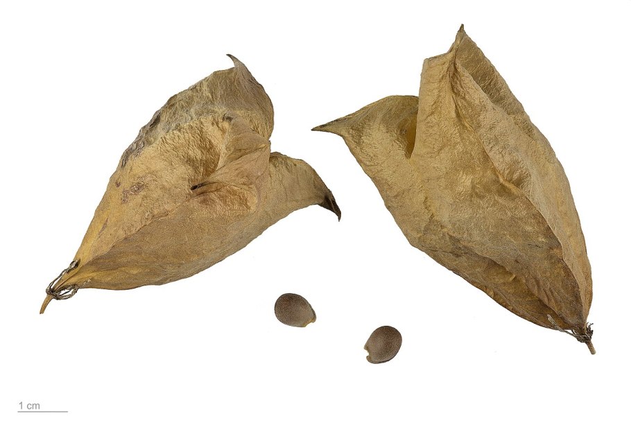 Деревья с тройчатыми листьями