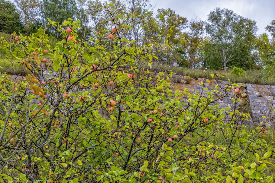 Яблоня Дикая Malus Sylvestris