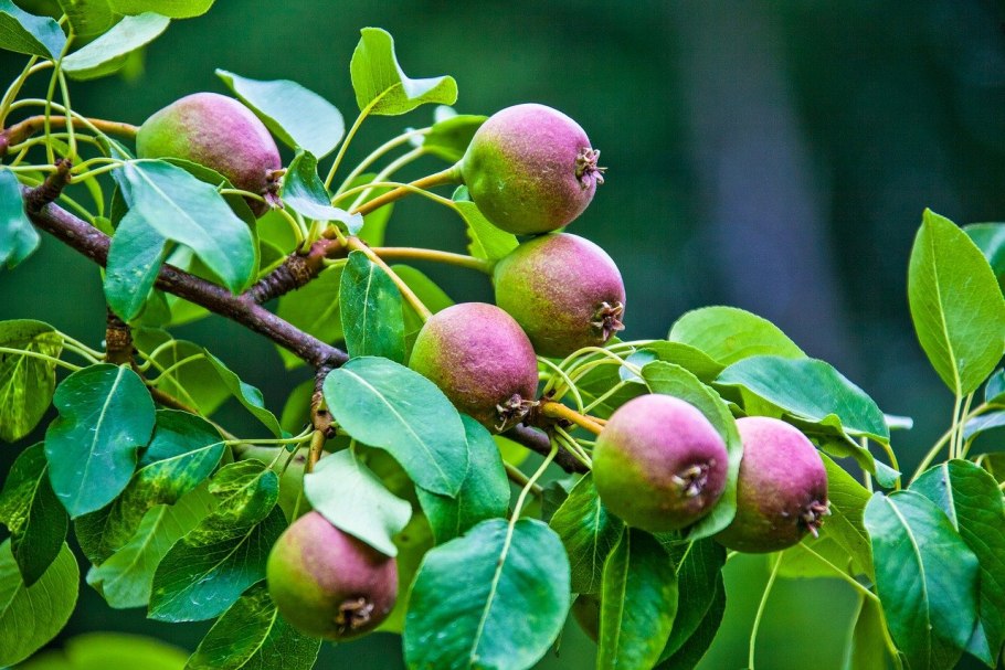 Лесная груша дичка