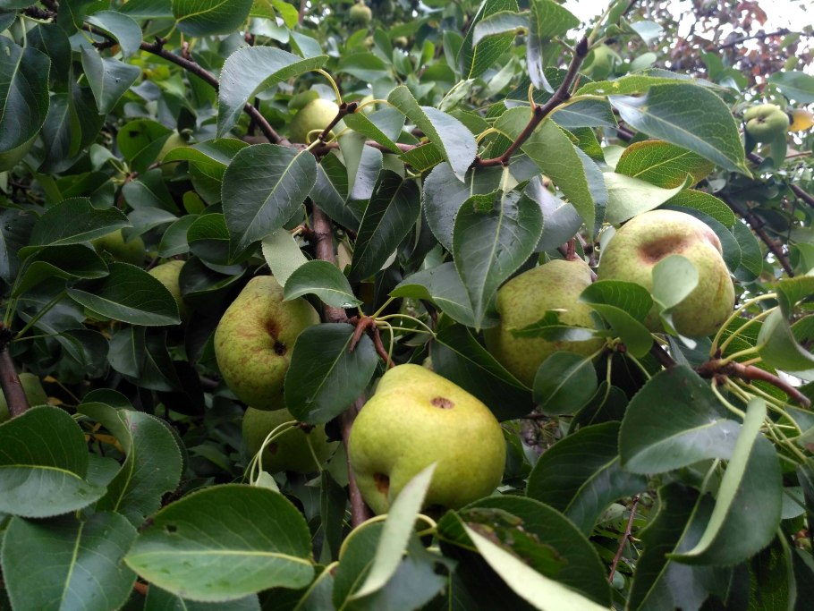 Яблоня дичка японская