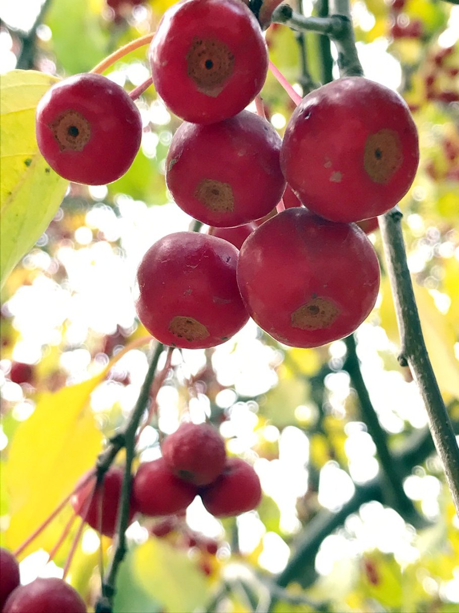 Дикая груша дичка