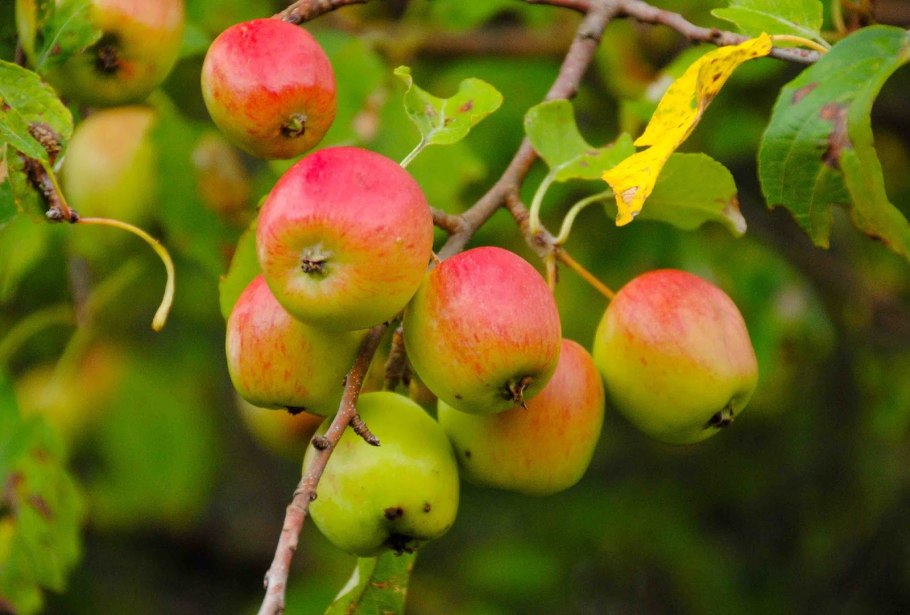 Яблоня Дикая Лесная