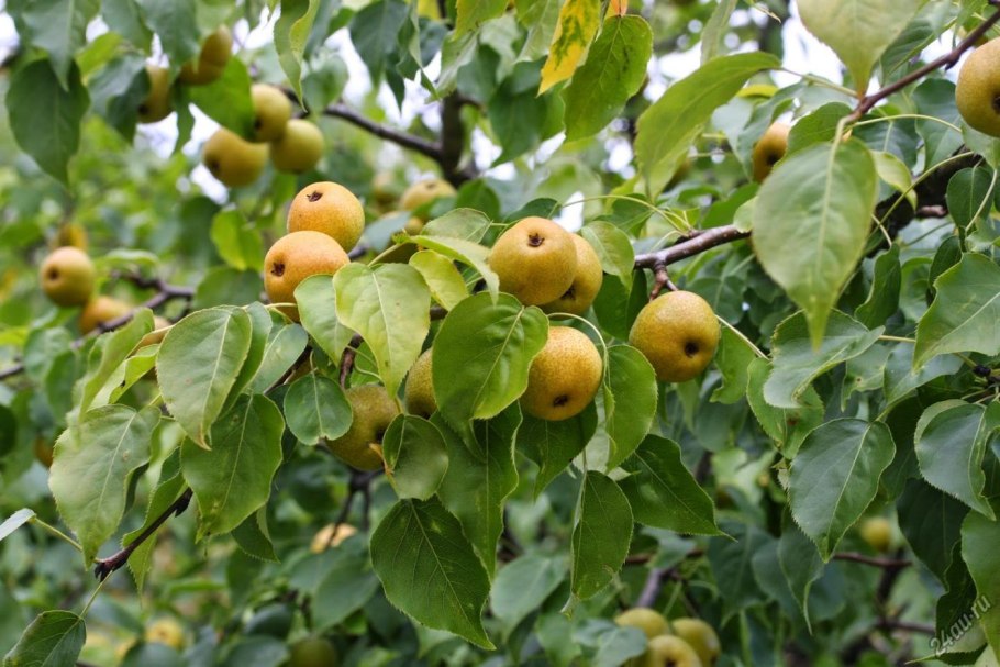 Дикая груша дичка