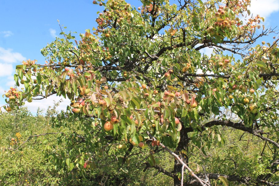 Датхужев дичка