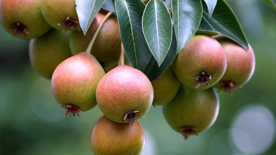 Яблоня Болотовское