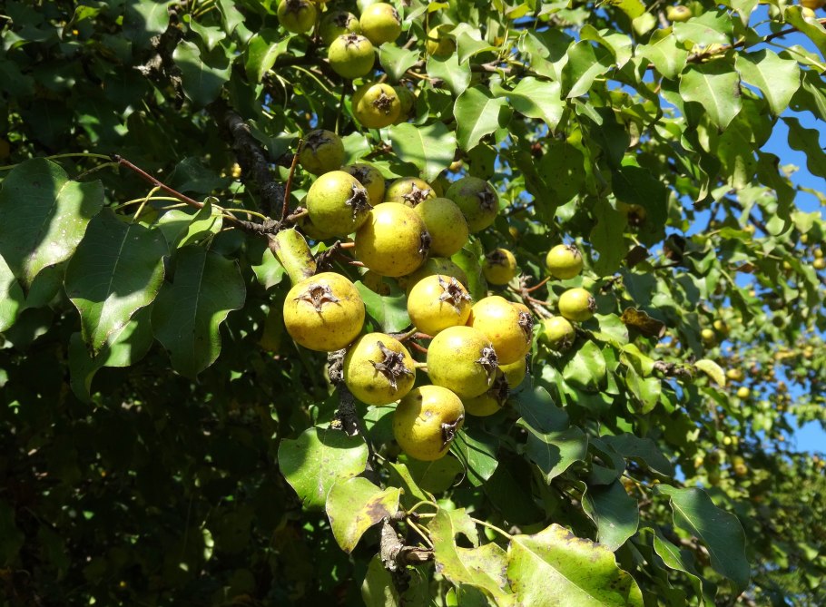 Яблоня Лесная (Malus Sylvestris l.)