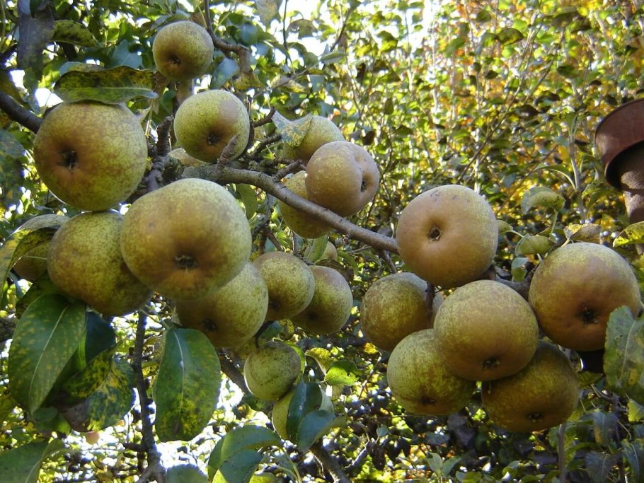 Лесная груша дичка