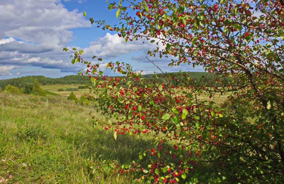 Яблоня Дикая Malus Sylvestris