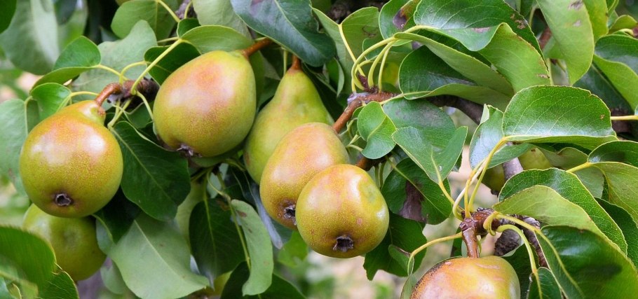 Дикая груша дичка