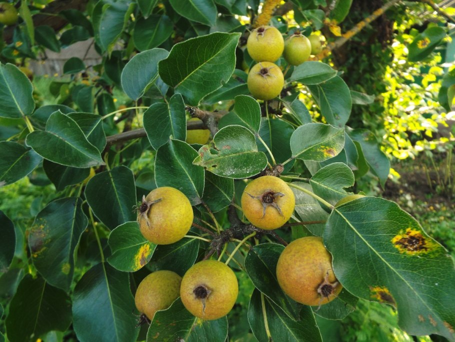 Яблоня Ягодная Malus baccata