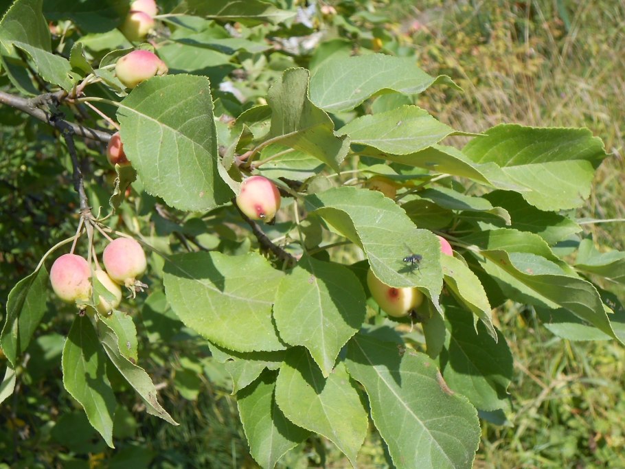 Дерево без плодов