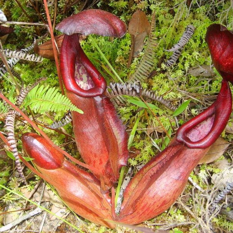Nepenthes bokorensis