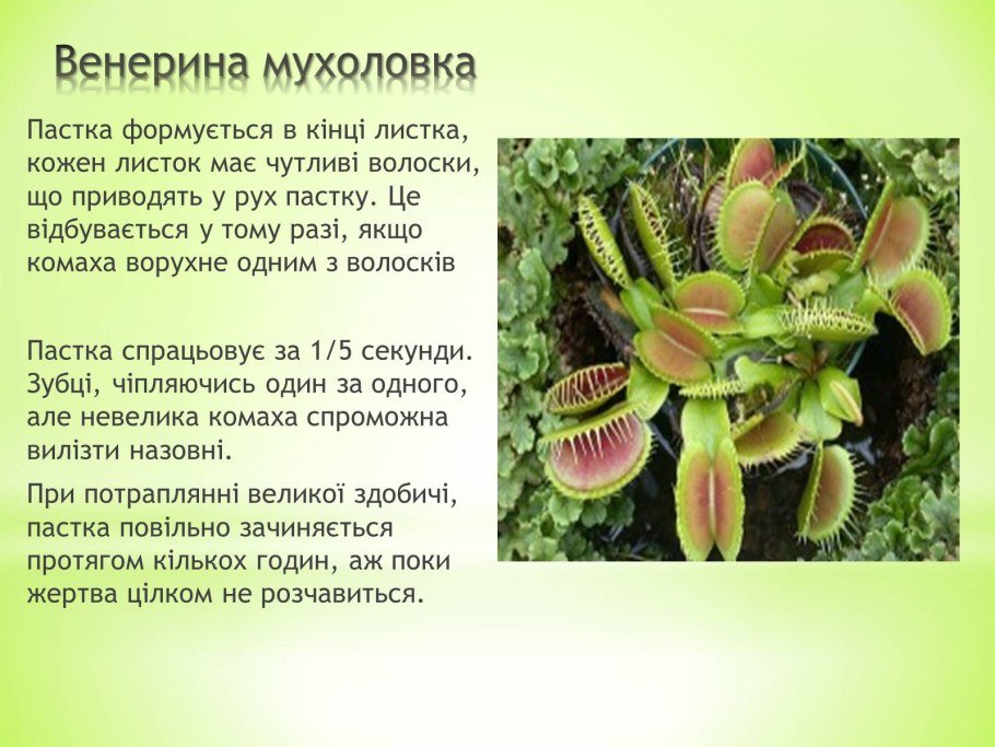 Сообщение о мухоловке растение