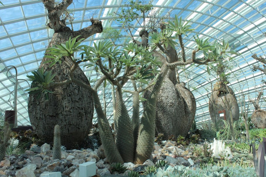 Зимний сад «сады у залива» Сингапур