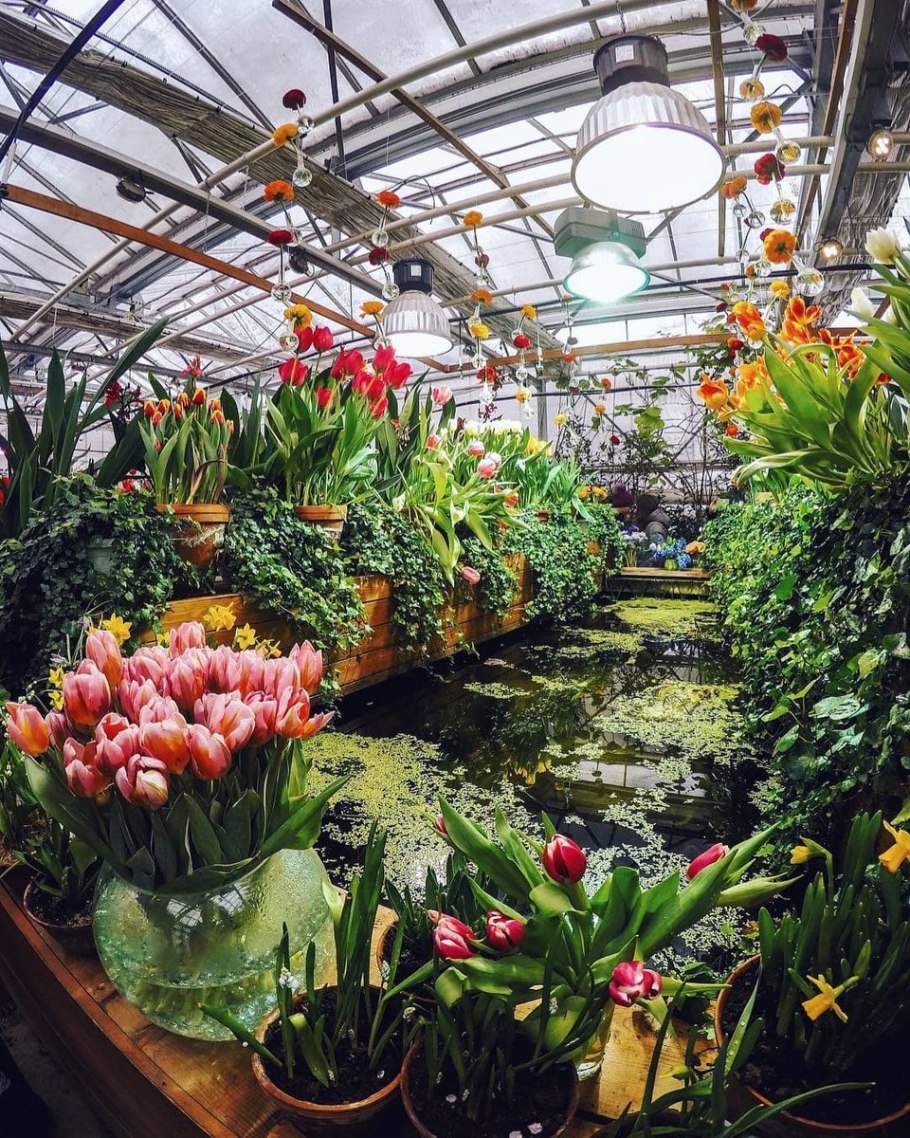 Ботсад МГУ Аптекарский огород