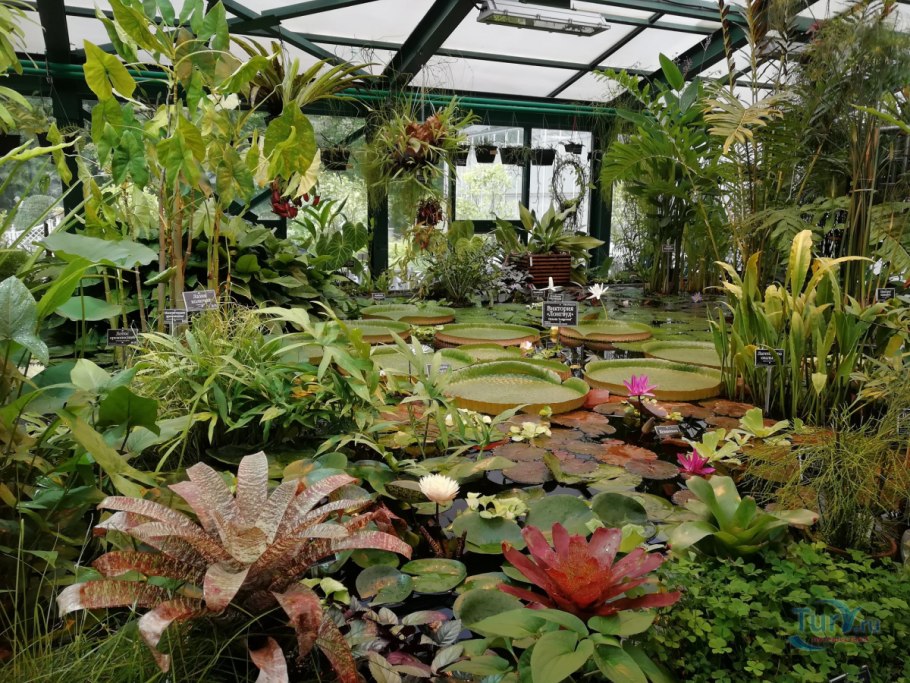 Аптекарский город Ботанический сад