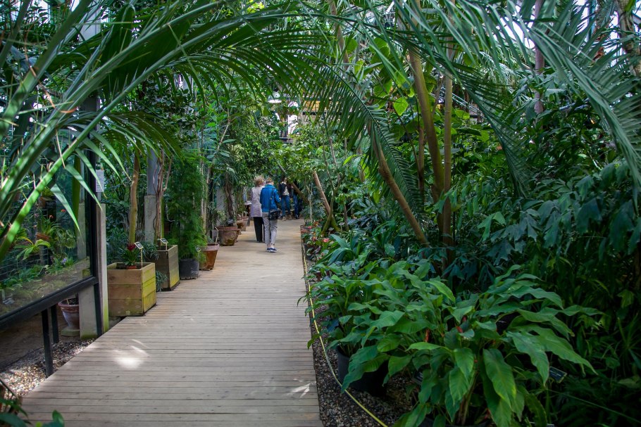 Аптекарский огород МГУ оранжерея